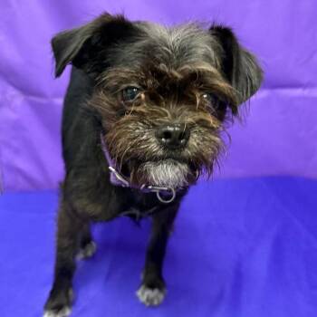 Tony 2 -  Pug and Mixed Breed Dog for Adoption in North Myrtle Beach, South Carolina - Tony 2 | PetCurious