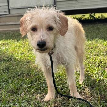 Maddox Mac -  Terrier Dog for Adoption in Houston, Texas - Maddox Mac | PetCurious