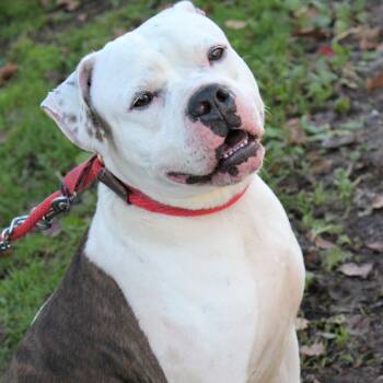 Rescue Boxer and Staffordshire Bull Terrier Dogs for Adoption in Newark, New Jersey - Mango | PetCurious