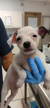 Pluto -  Mixed Breed Dog for Adoption in Largo, Florida - Pluto | PetCurious