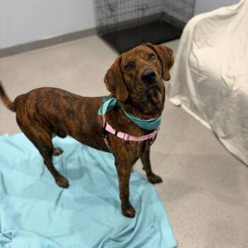 Oakie -  Mixed Breed Dog for Adoption in Canal Winchester, Ohio - Oakie | PetCurious