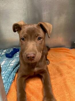 Labrador Retriever and Mixed Breed Dogs Available for Adoption in Mustang, Oklahoma - Tahoe | PetCurious