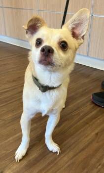 Mel -  Chihuahua and Parson Russell Terrier Dog for Adoption in Roanoke, Virginia - Mel | PetCurious
