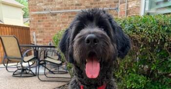 Labradoodle and Poodle Dogs Available for Adoption in Richardson, Texas - Bentley | PetCurious