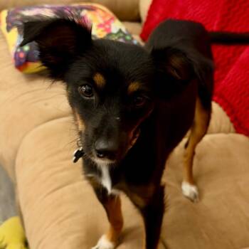 Cassie -  Papillon and Mixed Breed Dog for Adoption in Helena, Alabama - Cassie | PetCurious