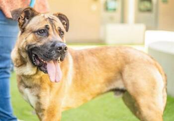 DUDE -  Mastiff and Mixed Breed Dog for Adoption in San Jose, California - DUDE | PetCurious