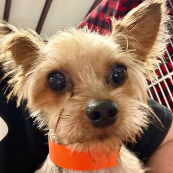 Momo - Missouri MY26-50 -  Yorkshire Terrier Dog for Adoption in Peyton, Colorado - Momo - Missouri MY26-50 | PetCurious