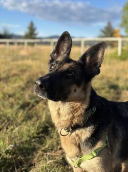 Rescue German Shepherd Dog Dogs for Adoption in Jackson, Wyoming - Irma | PetCurious
