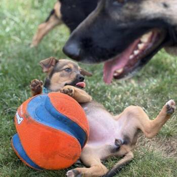 Ashley -  Labrador Retriever and Shepherd Dog for Adoption in Vienna, Ontario - Ashley | PetCurious