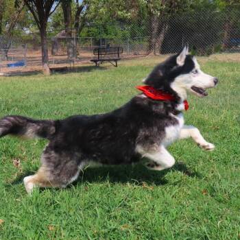 Maverick -  Siberian Husky and Husky Dog for Adoption in Wadena, Minnesota - Maverick | PetCurious