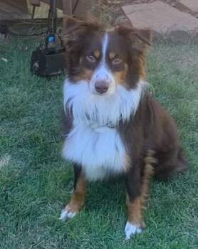 Rusty -  Australian Shepherd Dog for Adoption in Vale, North Carolina - Rusty | PetCurious