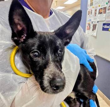 Chihuahua Dogs Available for Adoption in Conroe, Texas - SQUIRREL | PetCurious