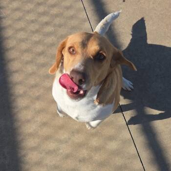 Beagle Dogs Available for Adoption - Trudy | PetCurious