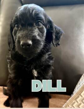 Dill -  Aussiedoodle Dog for Adoption in Shalimar, Florida - Dill | PetCurious