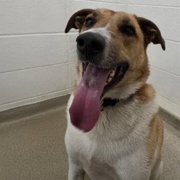 PENNY -  Collie and Mixed Breed Dog Available for Adoption in St. Louis, Missouri - PENNY | PetCurious