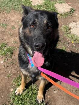German Shepherd Dog and Mixed Breed Dogs Available for Adoption - CAIRO | PetCurious
