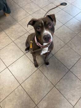 CeCe -  Pit Bull Terrier Dog for Adoption in Marion, Ohio - CeCe | PetCurious