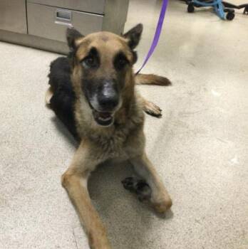 KYLO -  German Shepherd Dog Dog for Adoption in Riverside, California - KYLO | PetCurious