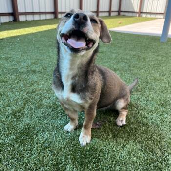 Dachshund and Mixed Breed Dogs Available for Adoption in Warr Acres, Oklahoma - Zoey | PetCurious