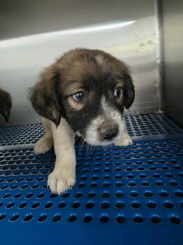 Buttercup -  Husky Dog for Adoption in Nacogdoches, Texas - Buttercup | PetCurious