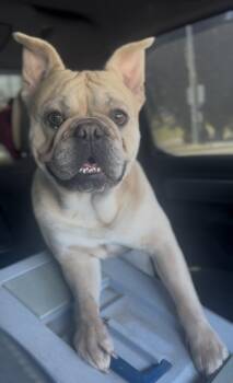 Tyson -  English Bulldog and French Bulldog Dog for Adoption in Ventura, California - Tyson | PetCurious
