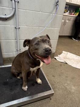 Mixed Breed Dogs Available for Adoption in Jacksonville, Florida - LUCY | PetCurious