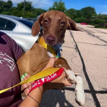 Pandora -  Beagle and Mixed Breed Dog for Adoption in Campton Hills, Illinois - Pandora | PetCurious
