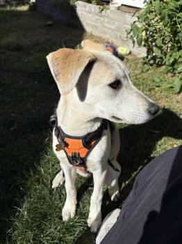 SALLY -  Labrador Retriever Dog for Adoption in Broomfield, Colorado - SALLY | PetCurious