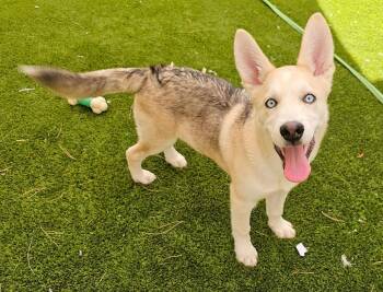 Gourley -  Husky and German Shepherd Dog Dog for Adoption in Mission Viejo, California - Gourley | PetCurious