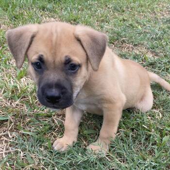 Trickster -  German Shepherd Dog and Labrador Retriever Dog for Adoption in Liverpool, Texas - Trickster | PetCurious