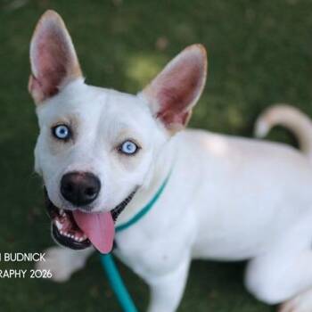 Firefly -  Australian Cattle Dog Blue Heeler and Yellow Labrador Retriever Dog for Adoption in Nashville, Tennessee - Firefly | PetCurious