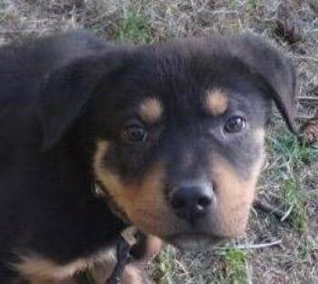 Meatball -  Rottweiler Dog for Adoption in Polson, Montana - Meatball | PetCurious