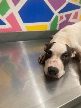 JASPER -  Pit Bull Terrier and Mixed Breed Dog for Adoption in Baytown, Texas - JASPER | PetCurious