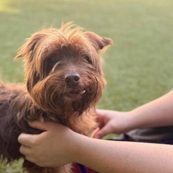 Hugh Heff -  Yorkshire Terrier Dog for Adoption in Hillsborough, North Carolina - Hugh Heff | PetCurious