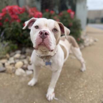 Toad -  Pit Bull Terrier and Mixed Breed Dog for Adoption in Chesapeake, Virginia - Toad | PetCurious