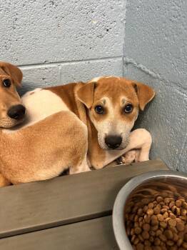 Shepherd and Mixed Breed Dogs Available for Adoption in Blountville, Tennessee - Passion Fruit | PetCurious