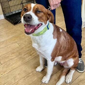 Rescue American Bulldog Dogs for Adoption in Scottsburg, Indiana - GRETA | PetCurious