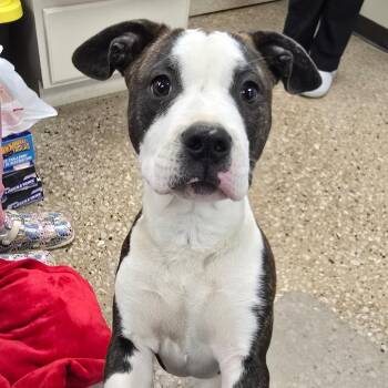 Pit Bull Terrier Dogs Available for Adoption in Milan, Illinois - Medina | PetCurious