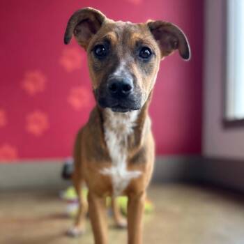Fortune -  Shepherd and Mixed Breed Dog for Adoption in Green Bay, Wisconsin - Fortune | PetCurious