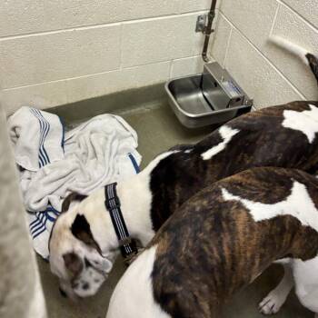 72558 -  Pit Bull Terrier Dog for Adoption in Harrisonburg, Virginia - 72558 | PetCurious