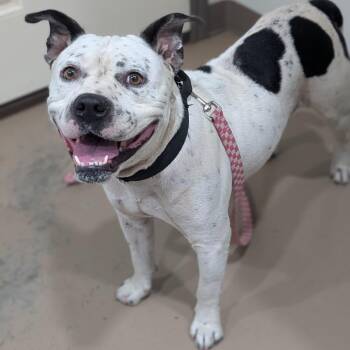 Angel -  American Staffordshire Terrier and Mixed Breed Dog for Adoption in Buchanan Dam, Texas - Angel | PetCurious