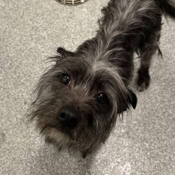 Mixed Breed Dogs Available for Adoption in Oak Brook, Illinois - Taz | PetCurious
