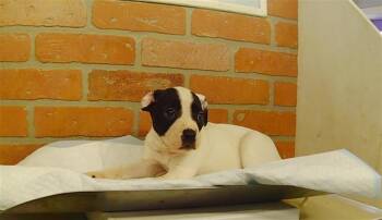 ZENIA -  Staffordshire Bull Terrier Dog for Adoption in Houston, Texas - ZENIA | PetCurious
