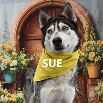 Husky Dogs Available for Adoption in Yuma, Arizona - Sue | PetCurious