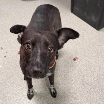 Princess -  Mixed Breed Dog for Adoption in Englewood, Florida - Princess | PetCurious