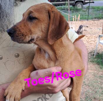 Toes -  Hound Dog for Adoption in Albany, New York - Toes | PetCurious