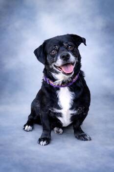 Poncho -  Corgi and Dachshund Dog for Adoption - Poncho | PetCurious