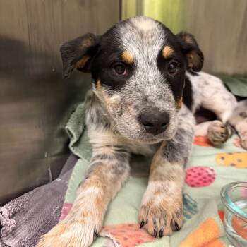 Australian Cattle Dog Blue Heeler and Mixed Breed Dogs Available for Adoption - Leif | PetCurious