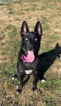 Rescue Husky Dogs for Adoption in Port Angeles, Washington - Lilith | PetCurious