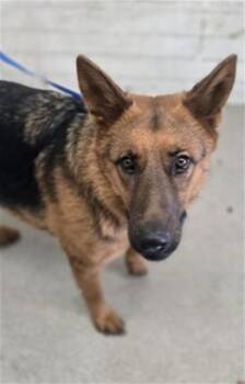 RACHEL -  German Shepherd Dog Dog for Adoption in San Bernardino, California - RACHEL | PetCurious